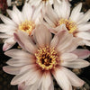 Gymnocalycium vatteri paucispinum