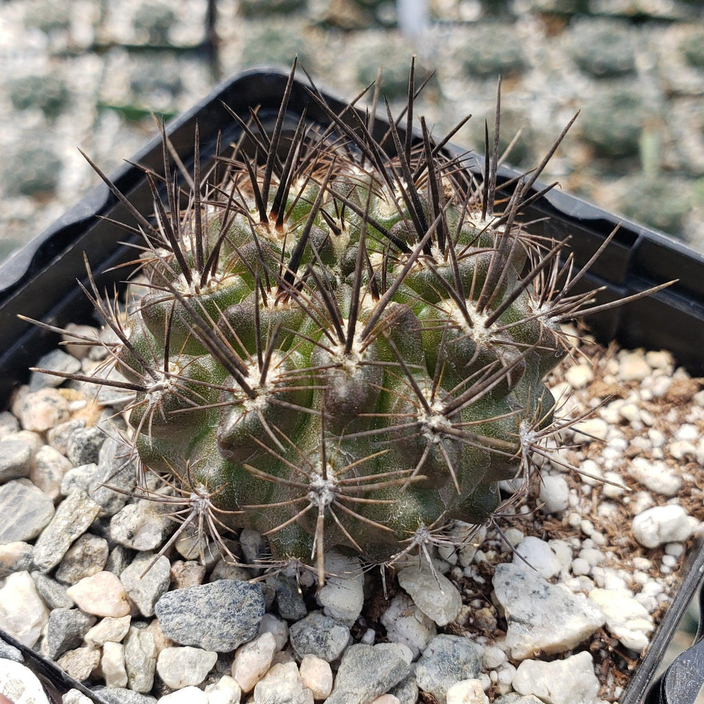 Neoporteria Violaciflora