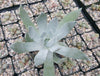 Giant Chalk Dudleya ‘Dudleya brittonii’