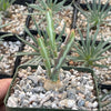 Euphorbia knuthii