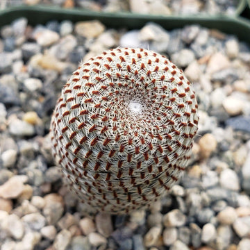 rebel cactus mini Rebutia heliosa – Planet Desert