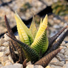 Haworthia limifolia variegata