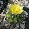 Copiapoa esmeraldana