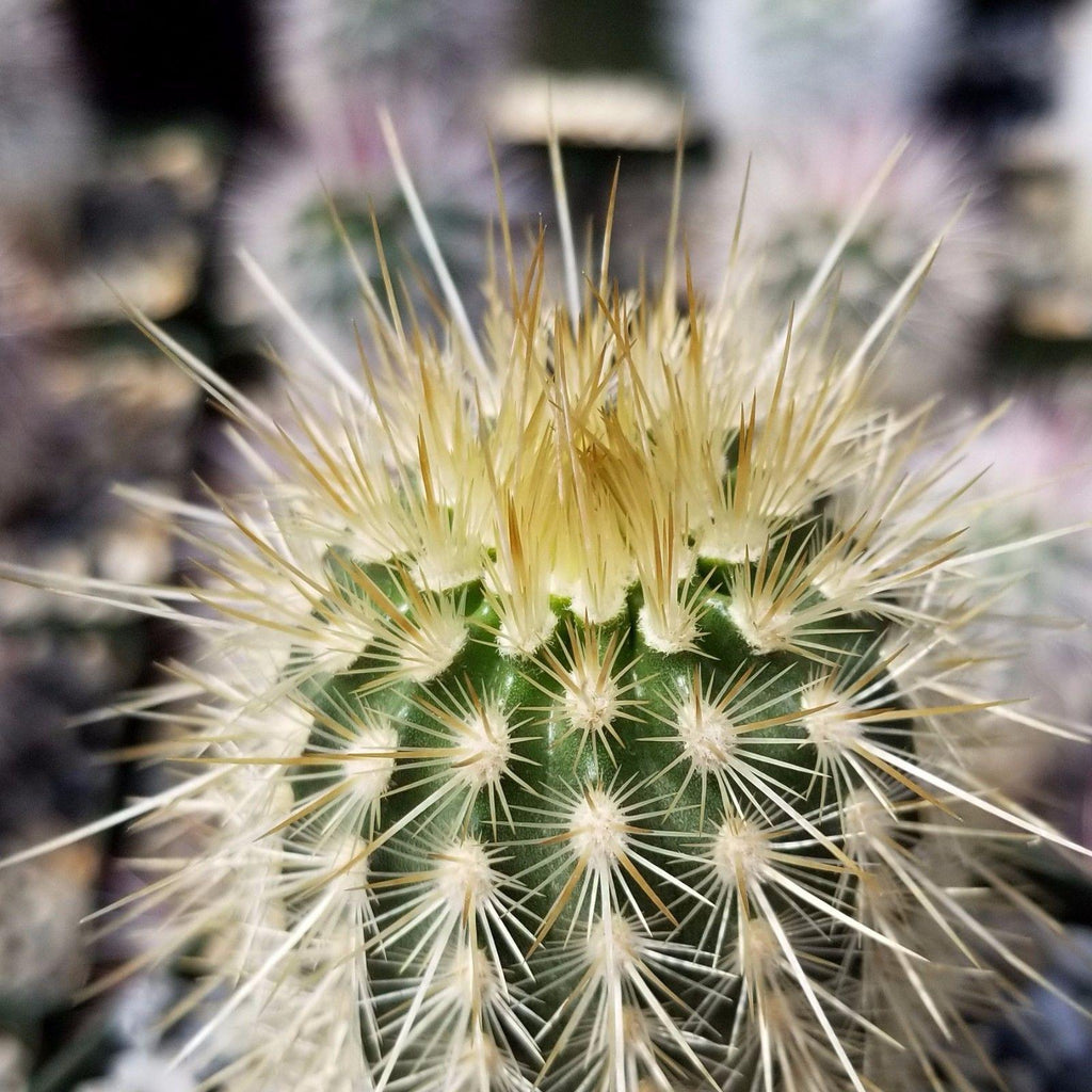 Echinocereus russanthus weedinii