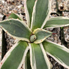 Agave applanata marginata