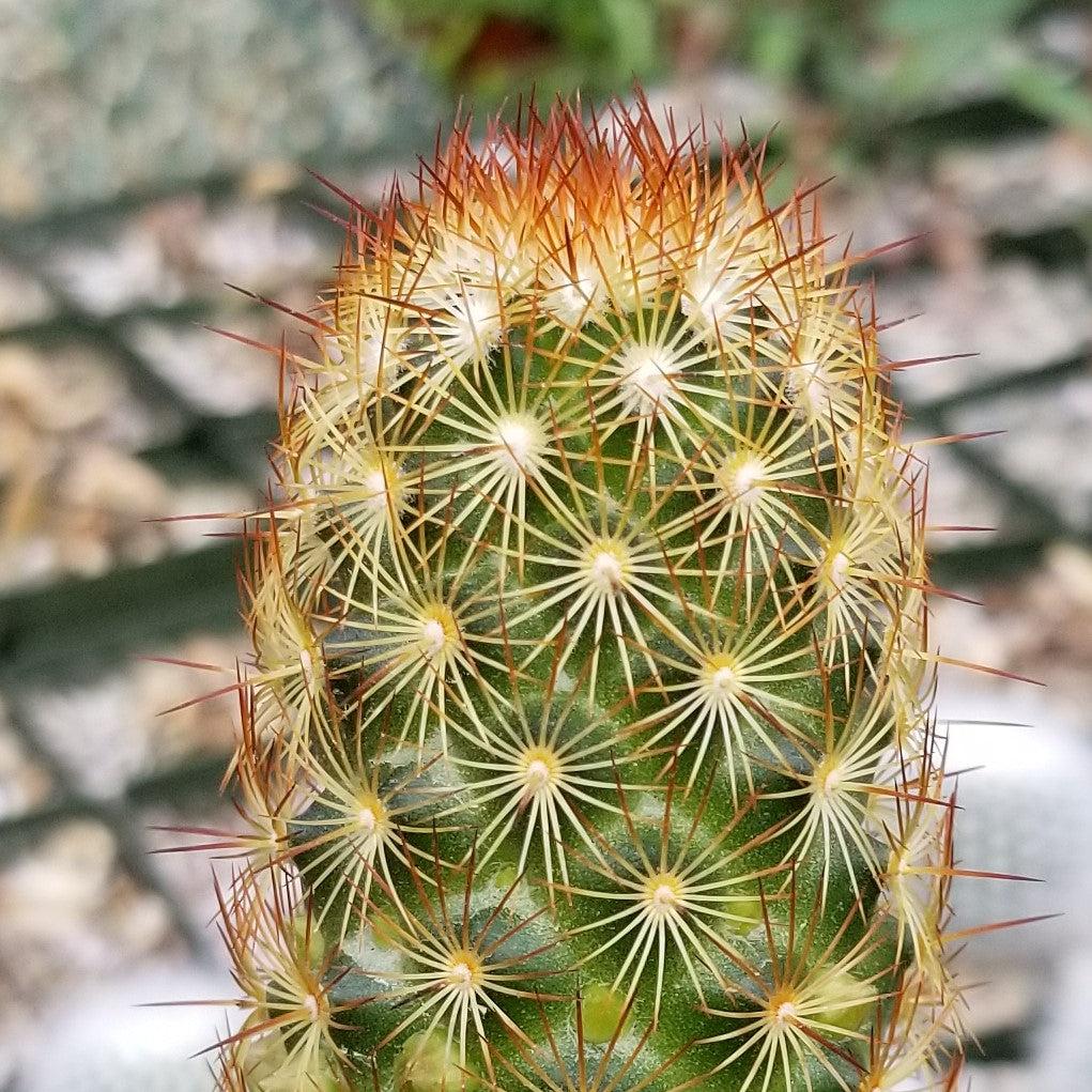 Mammillaria Elongata Copper King- 3.5