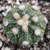 Sand Dollar Cactus &