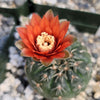 Gymnocalycium schreiteri