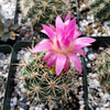 Ferocactus flavovirens