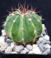 Melocactus curvispinus