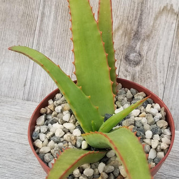 Aloe Vanbalenii For Sale
