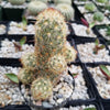 Mammillaria elongata ‘Pink Nymph’