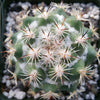 Top-down close-up of Coryphantha calipensis cactus with sharp white and brown spines, white fuzz, and small rocks in a pot.
