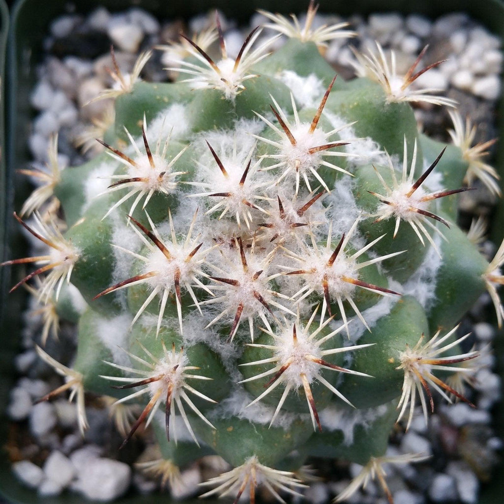 Top-down close-up of Coryphantha calipensis cactus with sharp white and brown spines, white fuzz, and small rocks in a pot.