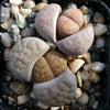 Lithops living stones