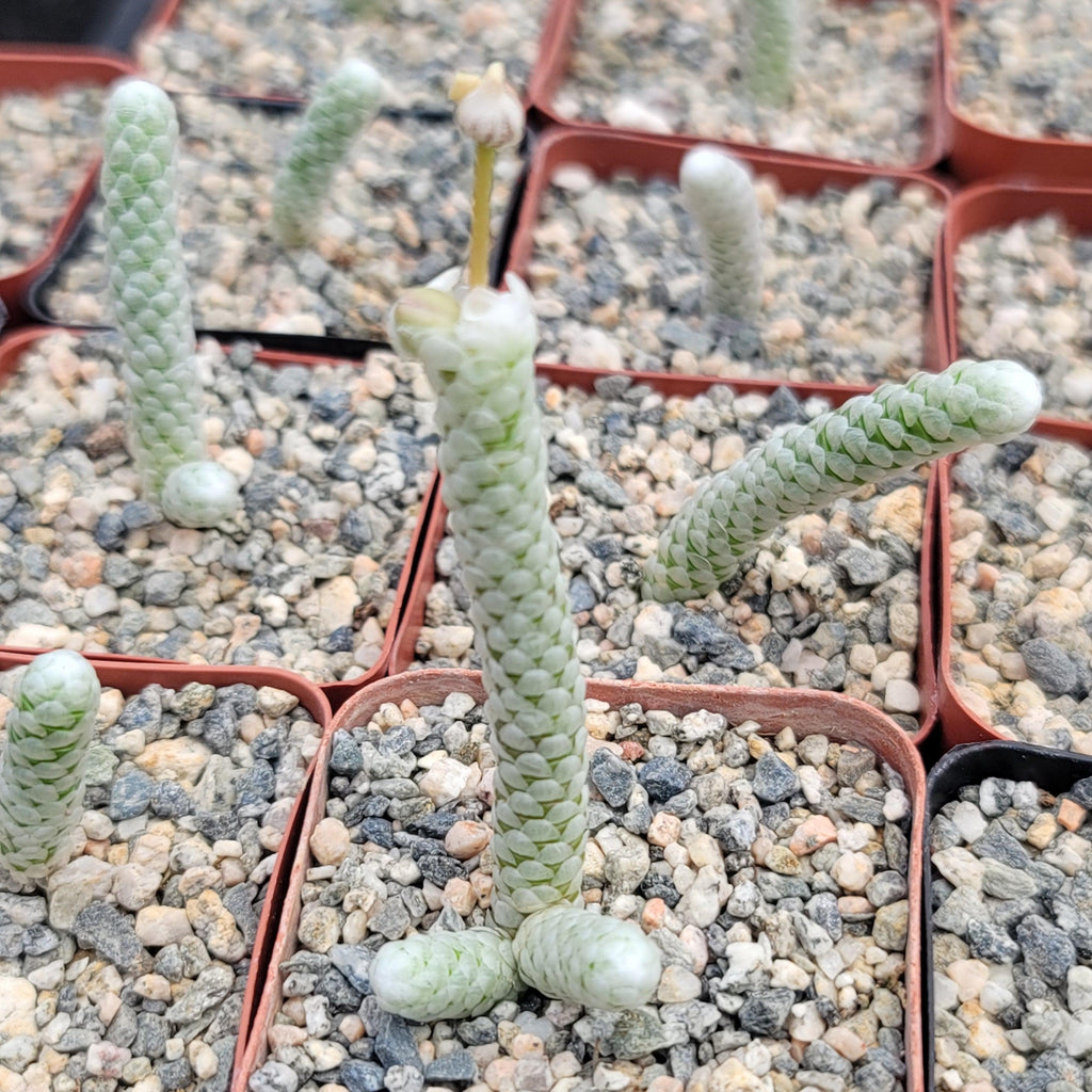 Avonia papyracea namaensis