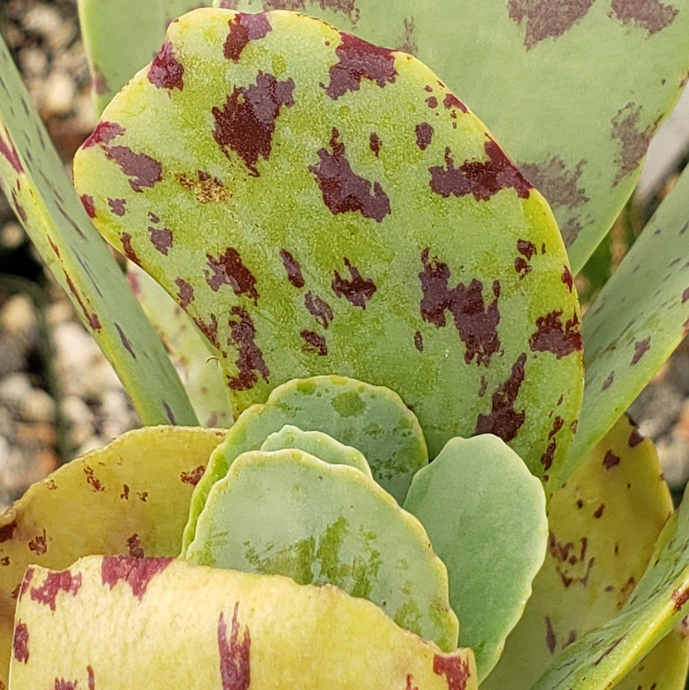 Kalanchoe marmorata