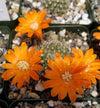 Rebutia flavistyla