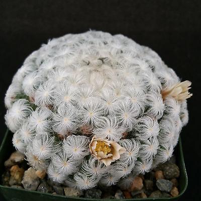 Feather Cactus ‘Mammillaria pulmosa’