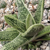 Gasteria Little Warty