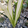 Furcraea foetida