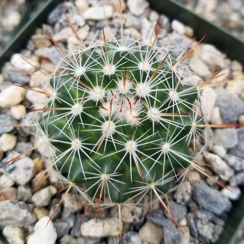 Mammillaria Rubrograndis