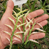 Pedilanthus tithymaloides variegated 3 cuttings