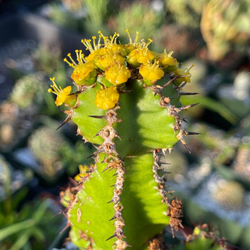 sharp succulent Euphorbia restricta