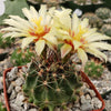 Hamatocactus setispinus