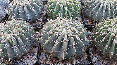 Notocactus buiningii