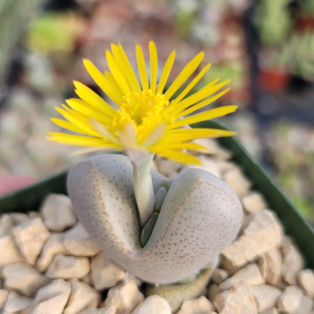 Dinteranthus microspermus puberulus