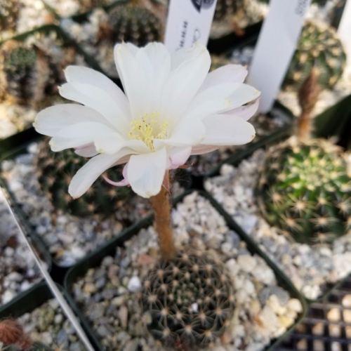Lobivia or Echinopsis ancistrophora kratochviliana