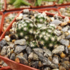 Mammillaria saboae haudeana