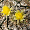 lobivia distefanoiana