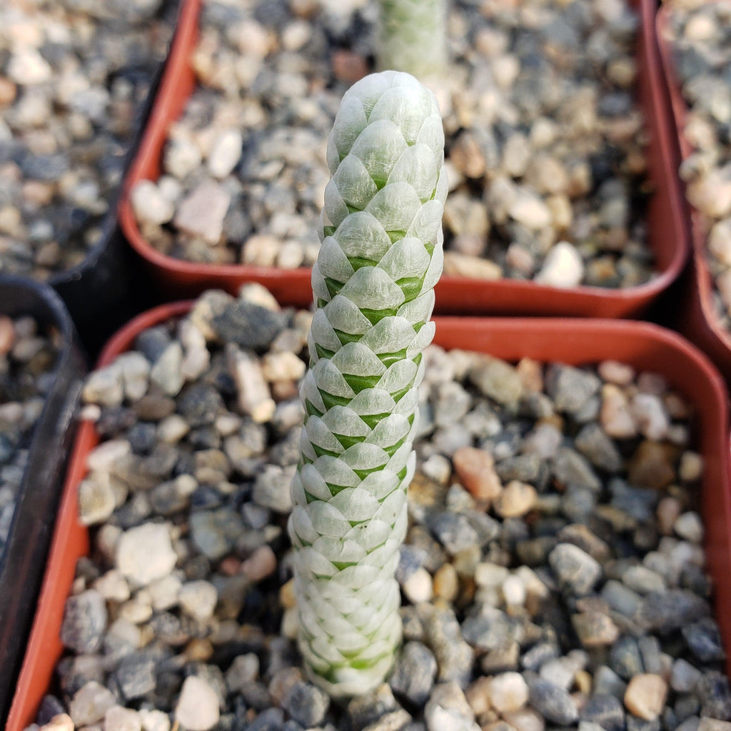 Avonia papyracea namaensis