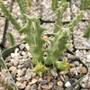 Huernia thuretii