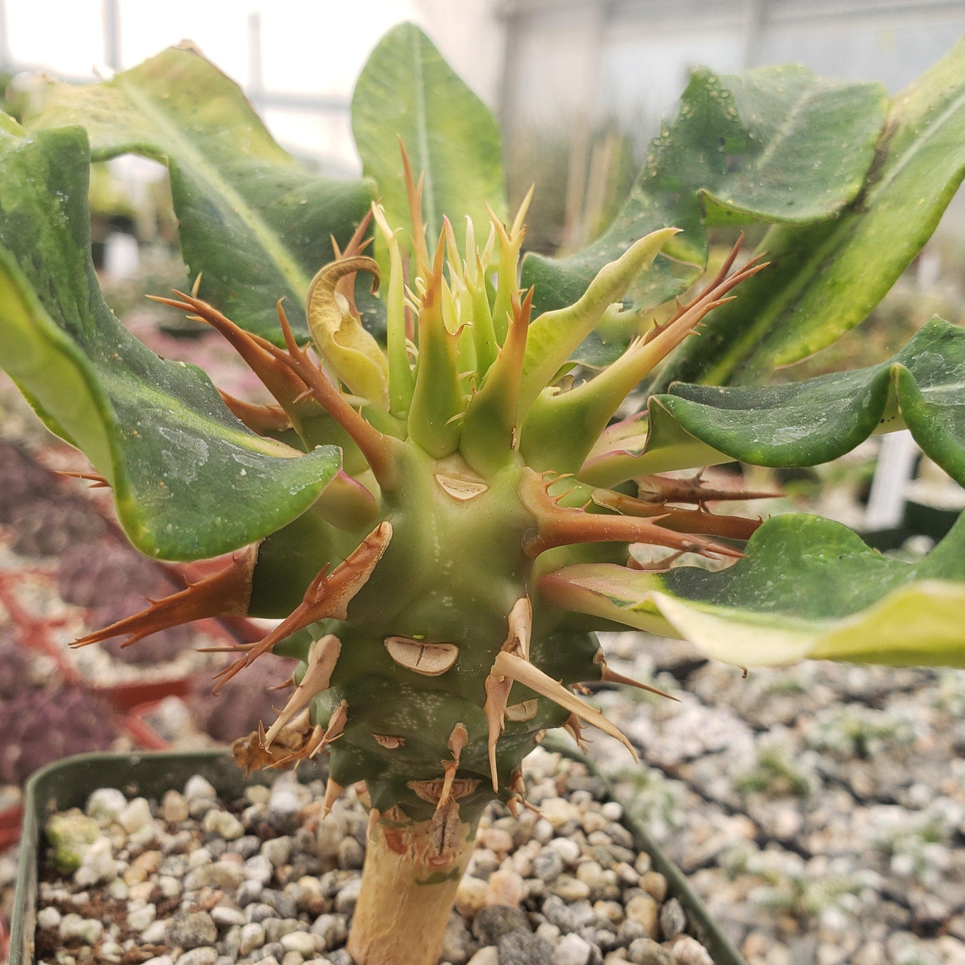 Euphorbia vigueri capuroniana
