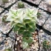 Crassula Perforata Variegata