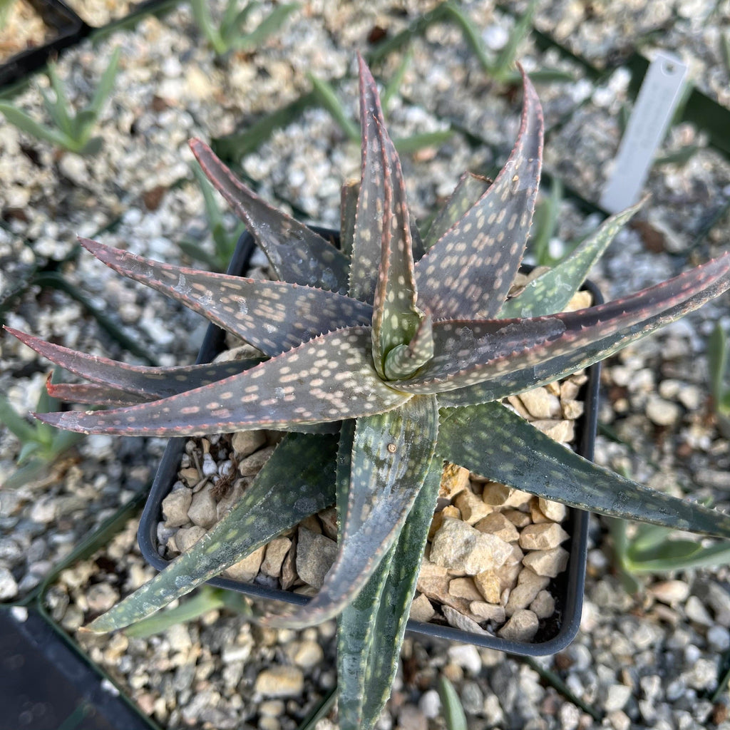 Aloe pictifolia