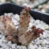 Pseudolithos mccoyi