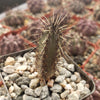 Cereus aethiops