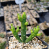 Monadenium ellenbeckii