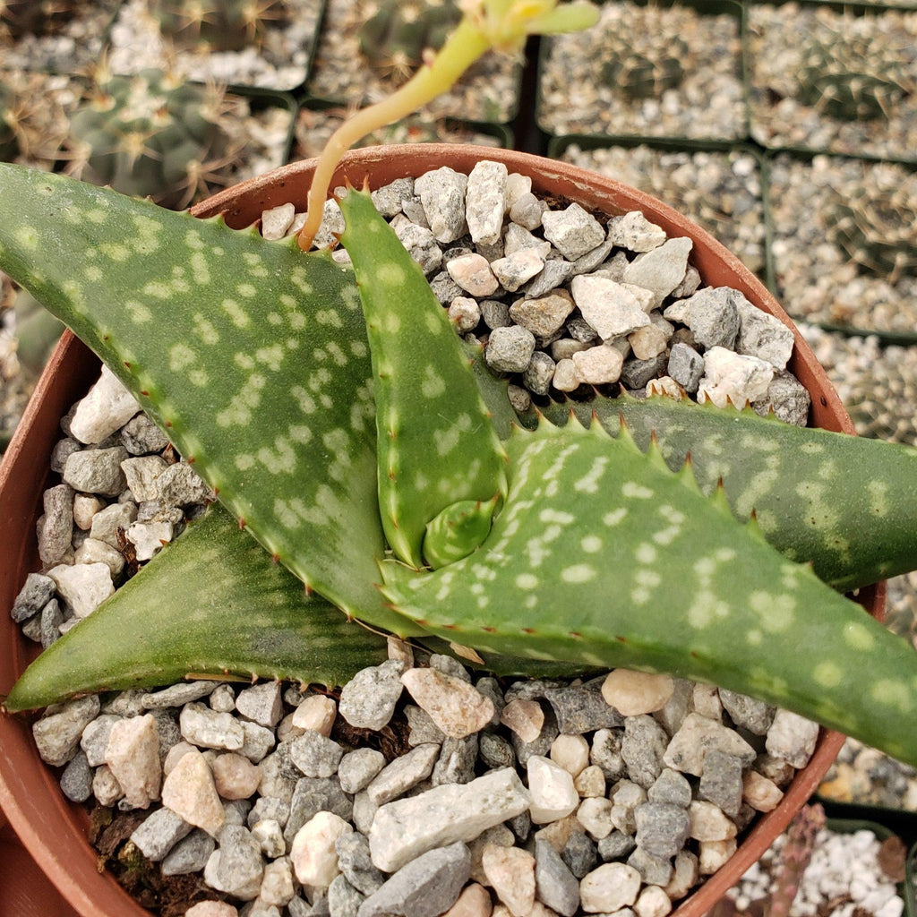 Aloe greatheadii davyana