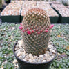 Mammillaria matudae