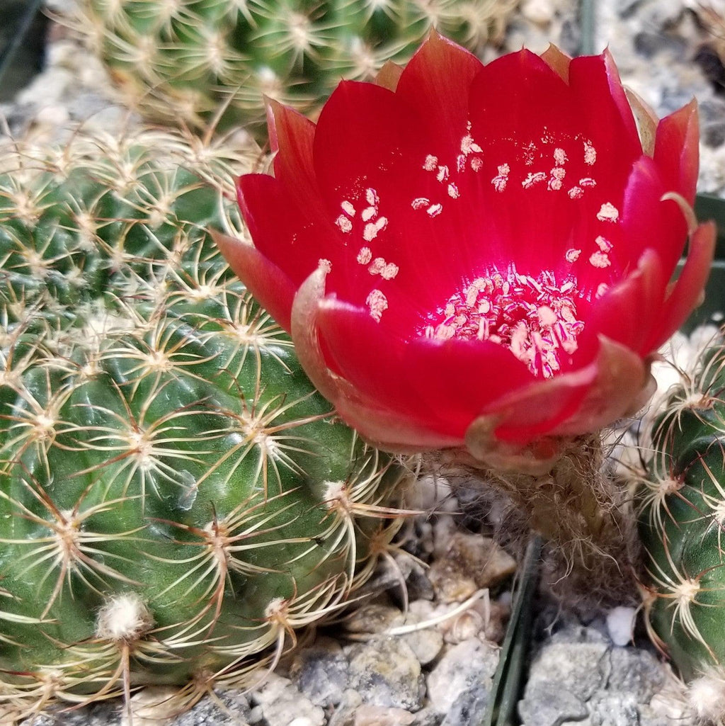 Lobivia or Echinopsis draxleriana