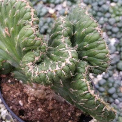Buy Opuntia Cylindrica Crested | Emerald Idol Cactus | Planet Desert
