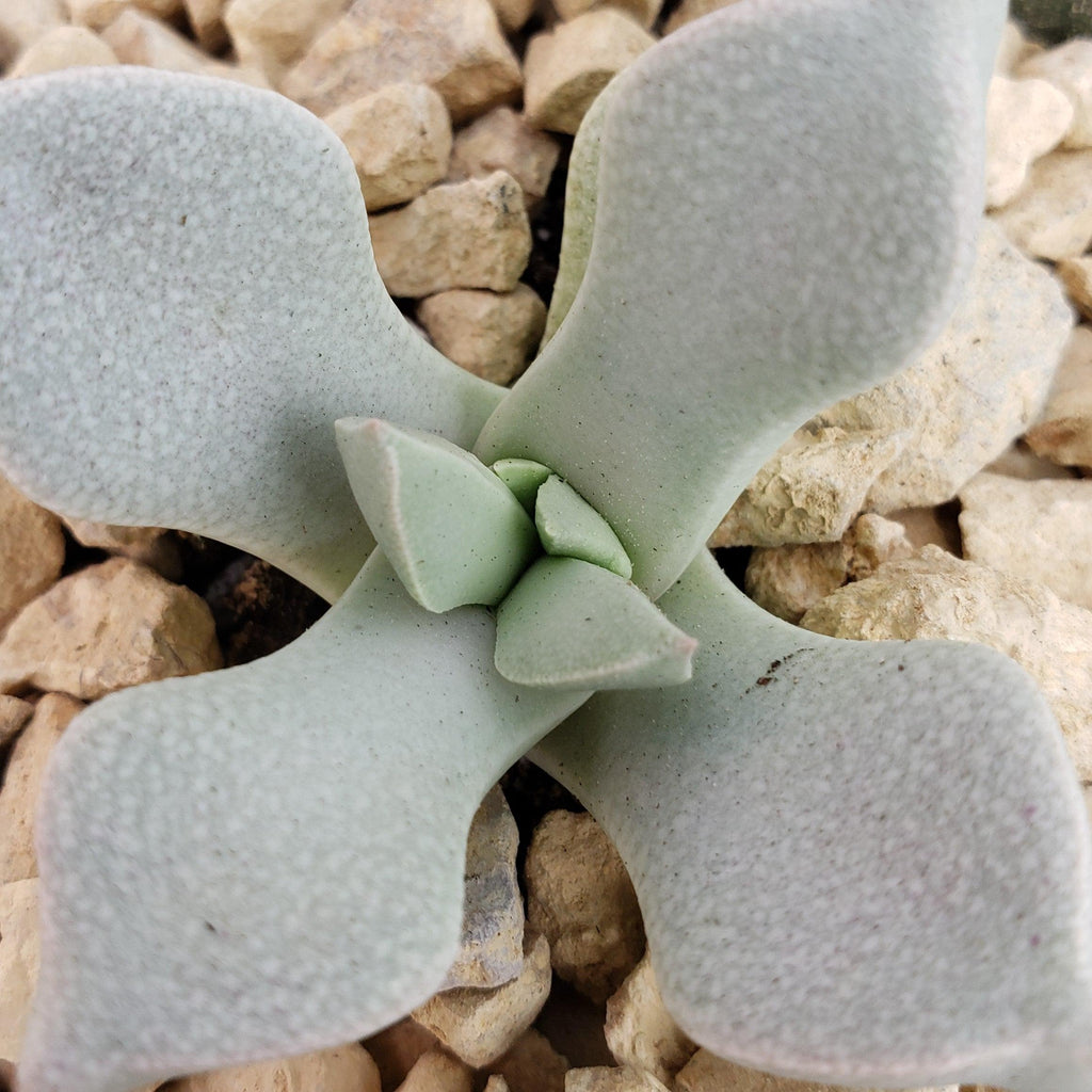 Schwantesia borcherdsii