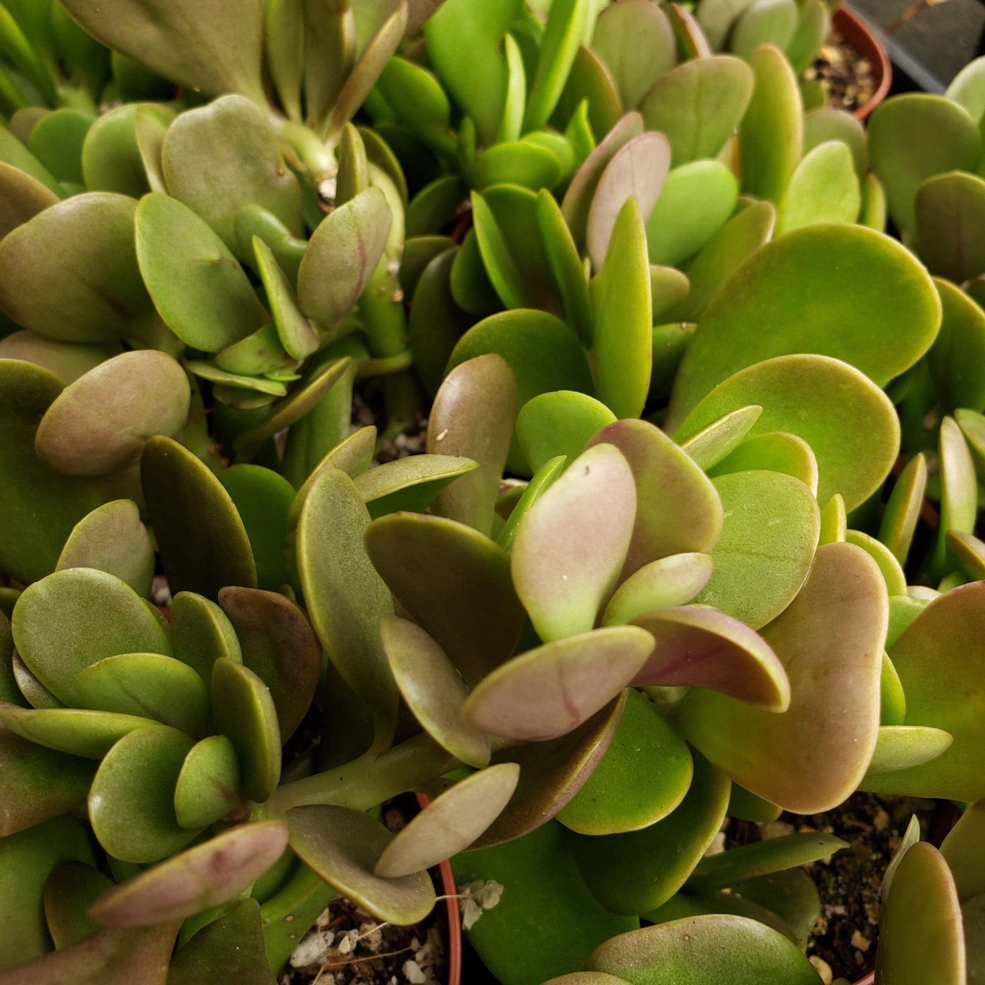 trailing jade plant care indoors Shop 'Trailing Jade - Senecio jacobsenii' Care and Growing guide
