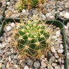 Lobivia Echinopsis hertrichiana