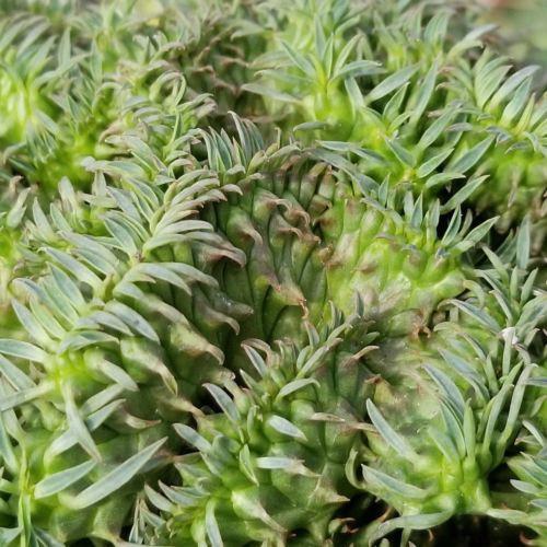 Euphorbia spiralis cristata